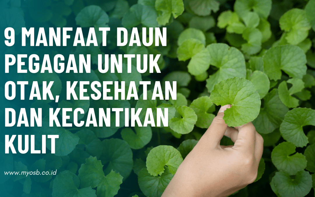 9 manfaat daun pegagan untuk otak, kesehatan dan kecantikan kulit